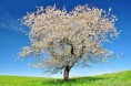 /album/fotogalerij/bloeisel-kersenboom-jpg/